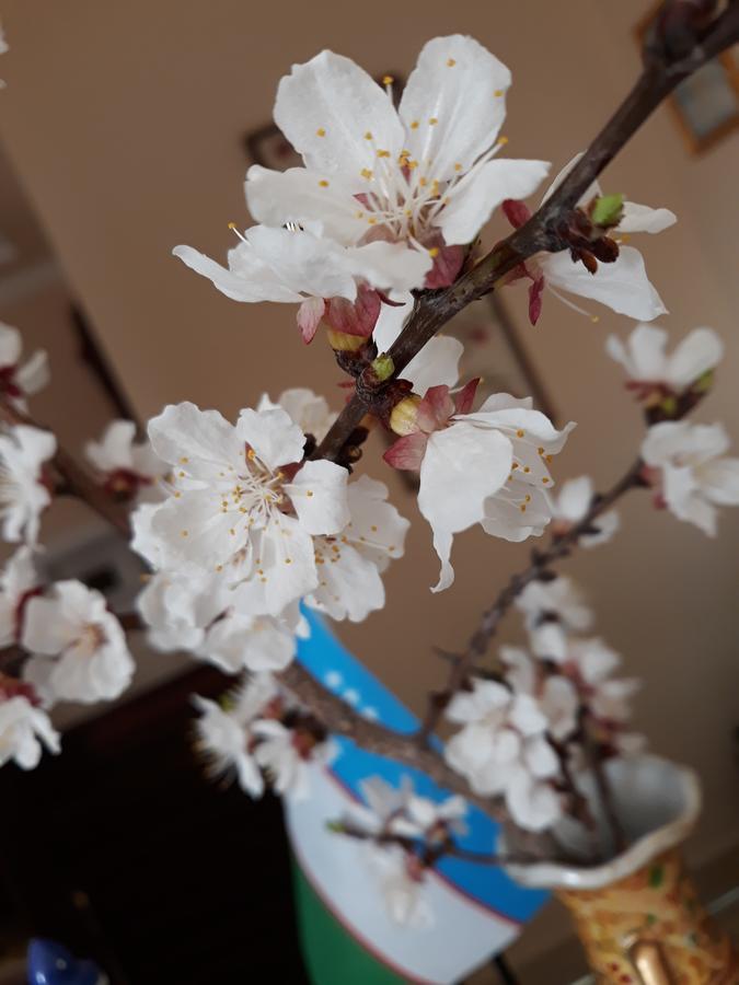 Hotel Shams Buchara Zewnętrze zdjęcie